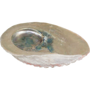 Abalone Shell 5x7