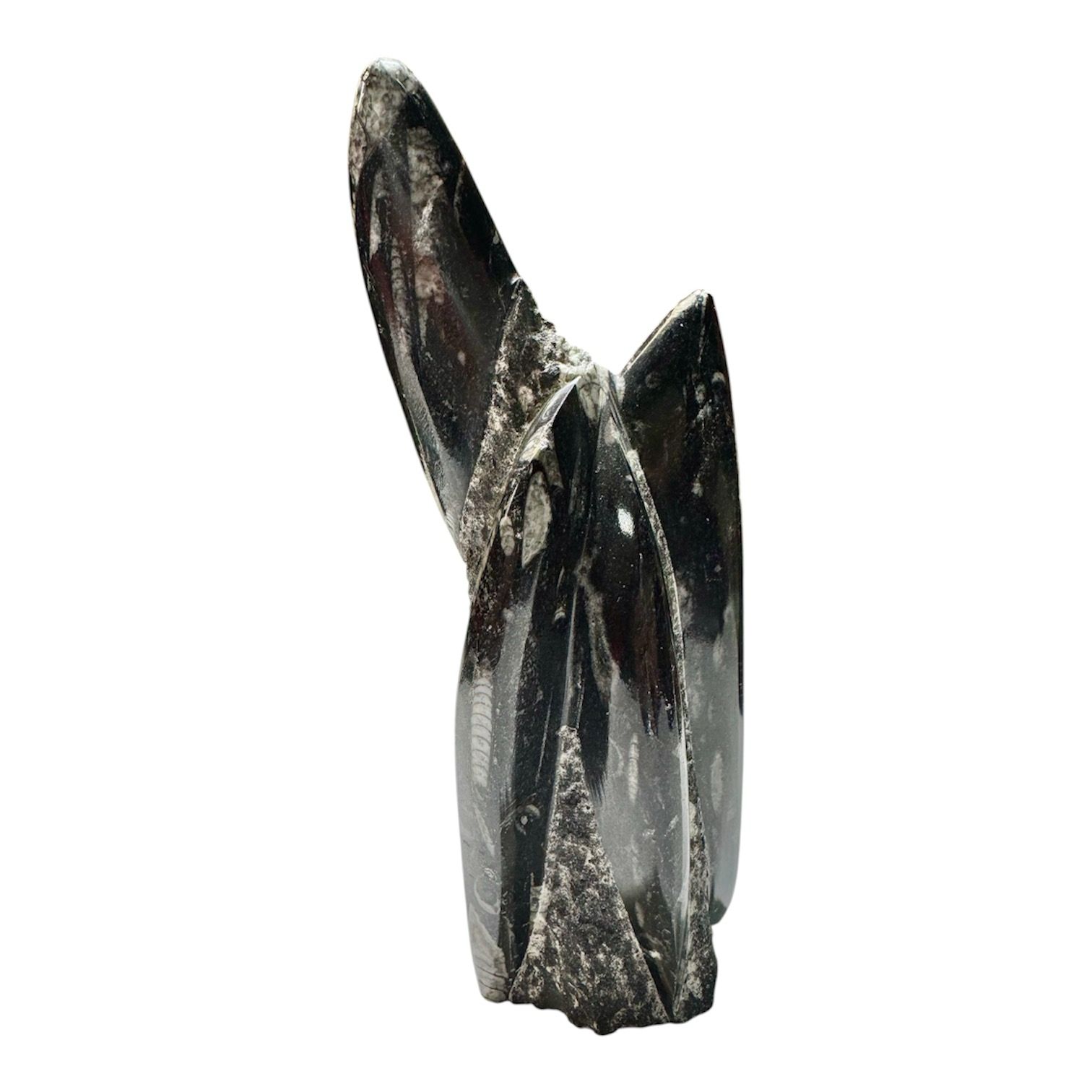 Black Orthoceras Fossil Abstract Sculpture – Achievement of Goals & Transformation Energy